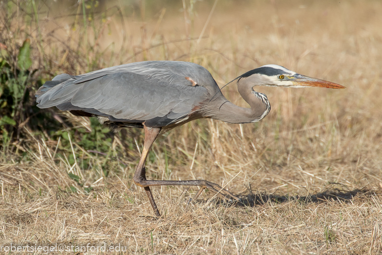 heron